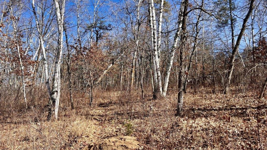 TBD FOREST PINES DRIVE, NEVIS, MN 56467, photo 1 of 8