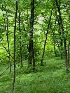 LOT 3 FAWN LAKE ROAD, CROSSLAKE, MN 56442, photo 5 of 8